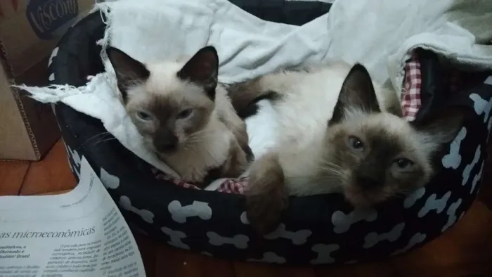 Gato ra a Srd idade 2 a 6 meses nome Filhotes abandonados