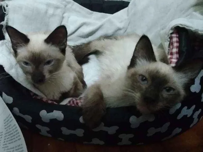 Gato ra a Srd idade 2 a 6 meses nome Filhotes abandonados