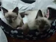 Filhotes abandonados