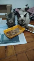 Filhotes abandonados