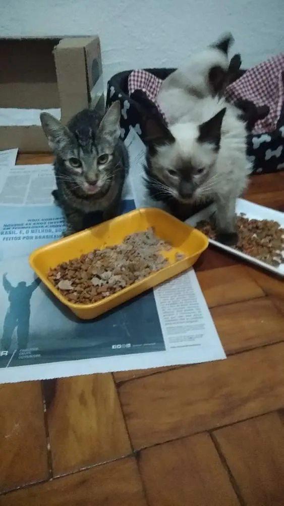 Gato ra a Srd idade 2 a 6 meses nome Filhotes abandonados