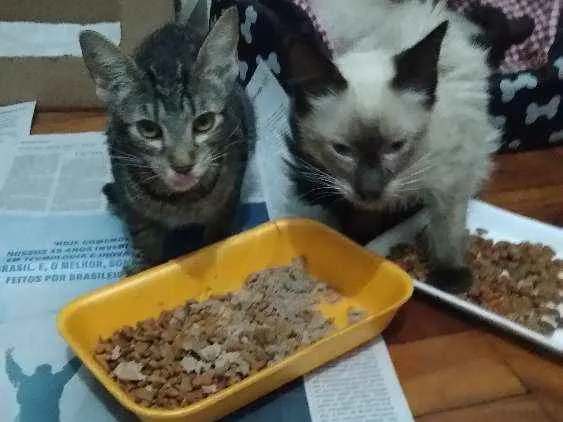 Gato ra a Srd idade 2 a 6 meses nome Filhotes abandonados