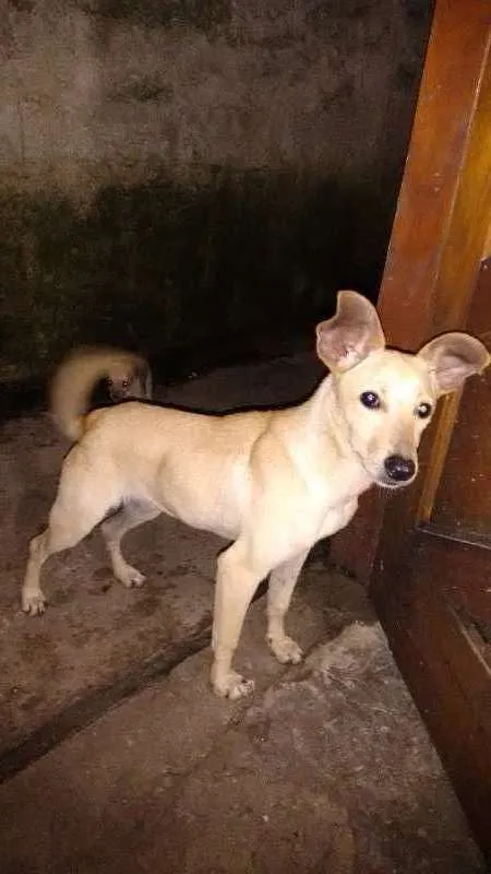 Cachorro ra a não definida  idade 1 ano nome alex