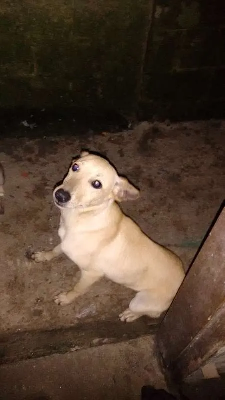 Cachorro ra a não definida  idade 1 ano nome alex