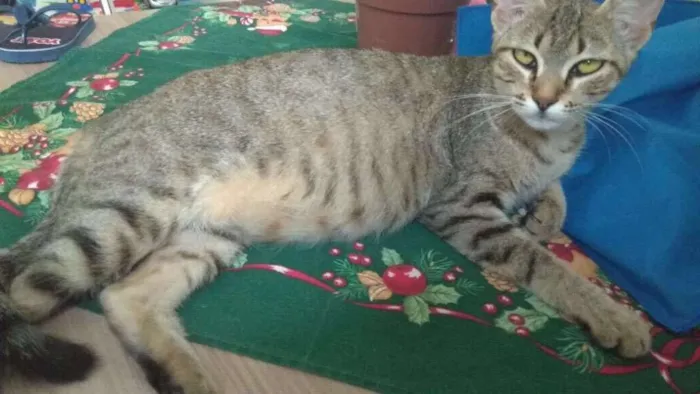 Gato ra a SRD idade 1 ano nome Princesa