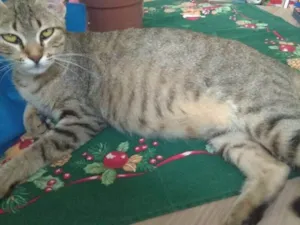 Gato raça SRD idade 1 ano nome Princesa