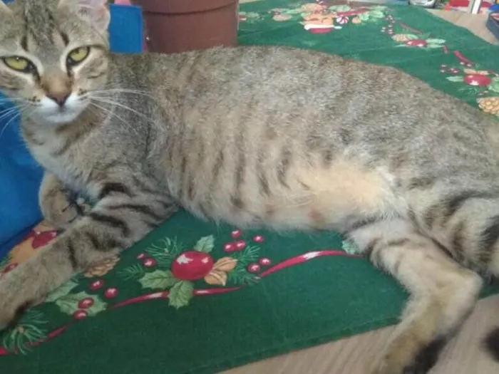 Gato ra a SRD idade 1 ano nome Princesa