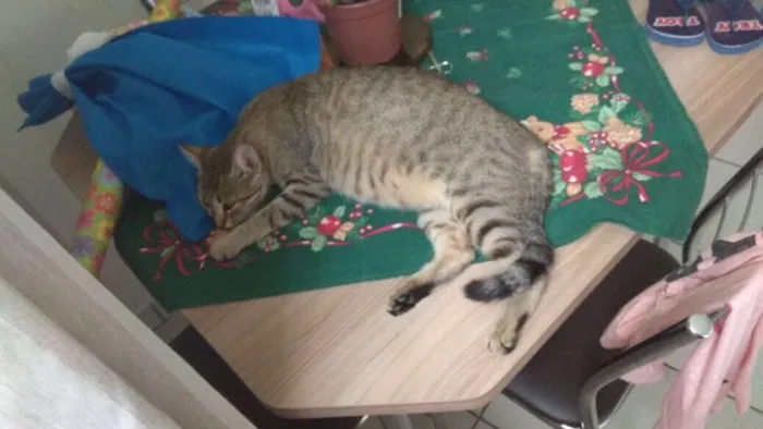 Gato ra a SRD idade 1 ano nome Princesa