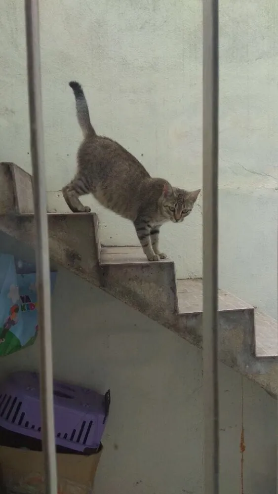 Gato ra a SRD idade 1 ano nome Princesa