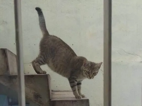 Gato ra a SRD idade 1 ano nome Princesa