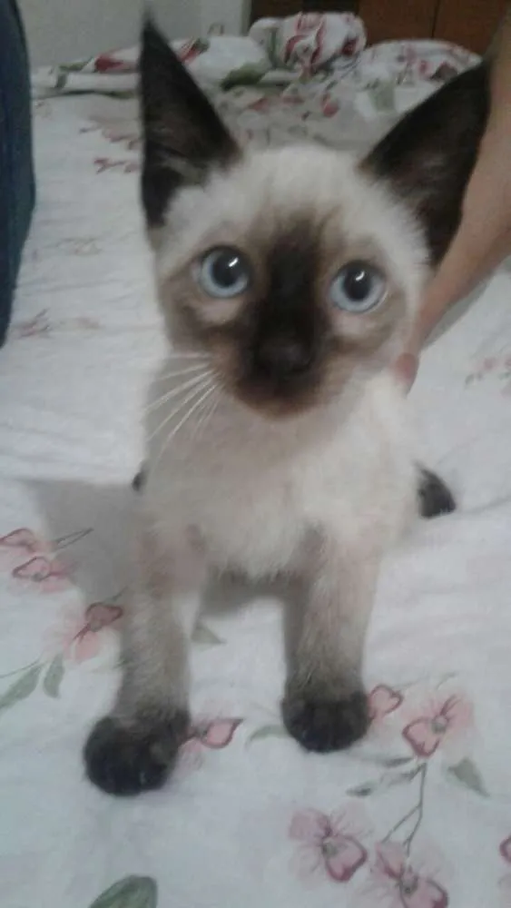 Gato ra a Siamês idade Abaixo de 2 meses nome Filhote sem lar