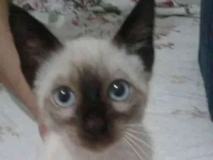 Gato raça Siamês idade Abaixo de 2 meses nome Filhote sem lar