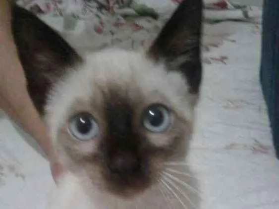 Gato ra a Siamês idade Abaixo de 2 meses nome Filhote sem lar