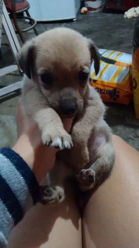 Cachorro ra a não definida  idade Abaixo de 2 meses nome Filhote 