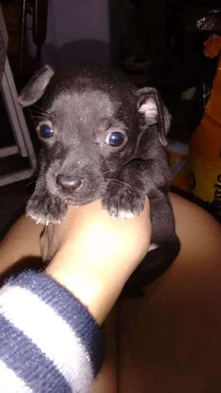Cachorro ra a não definida  idade Abaixo de 2 meses nome Filhote 