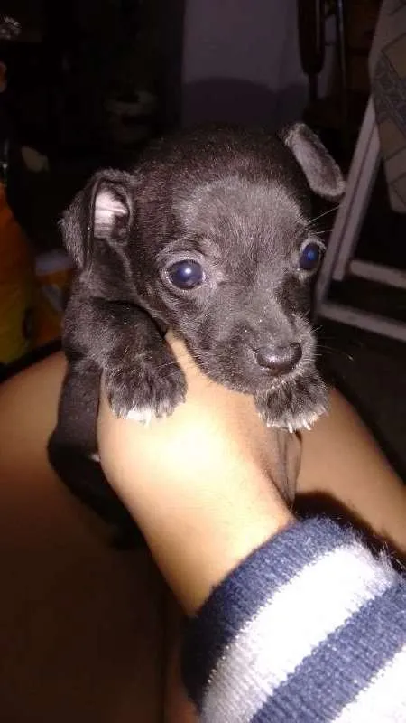 Cachorro ra a não definida  idade Abaixo de 2 meses nome Filhote 