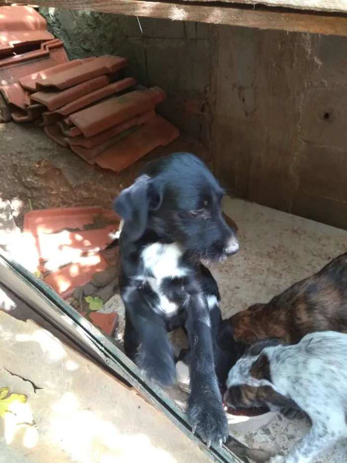 Cachorro ra a Sem raça idade 2 a 6 meses nome Sem nomes