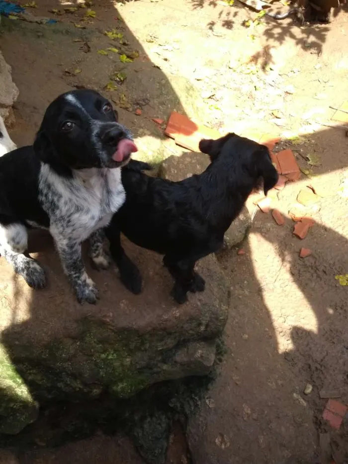 Cachorro ra a Sem raça idade 2 a 6 meses nome Sem nomes