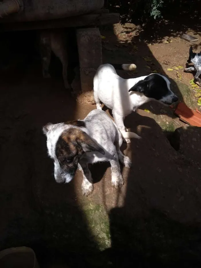 Cachorro ra a Sem raça idade 2 a 6 meses nome Sem nomes