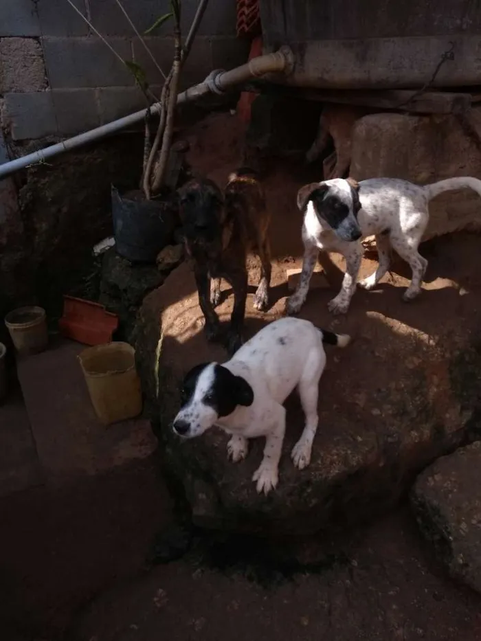 Cachorro ra a Sem raça idade 2 a 6 meses nome Sem nomes