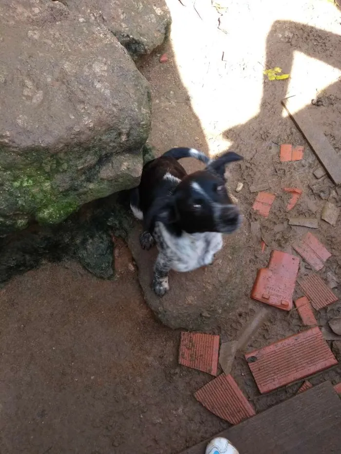 Cachorro ra a Sem raça idade 2 a 6 meses nome Sem nomes