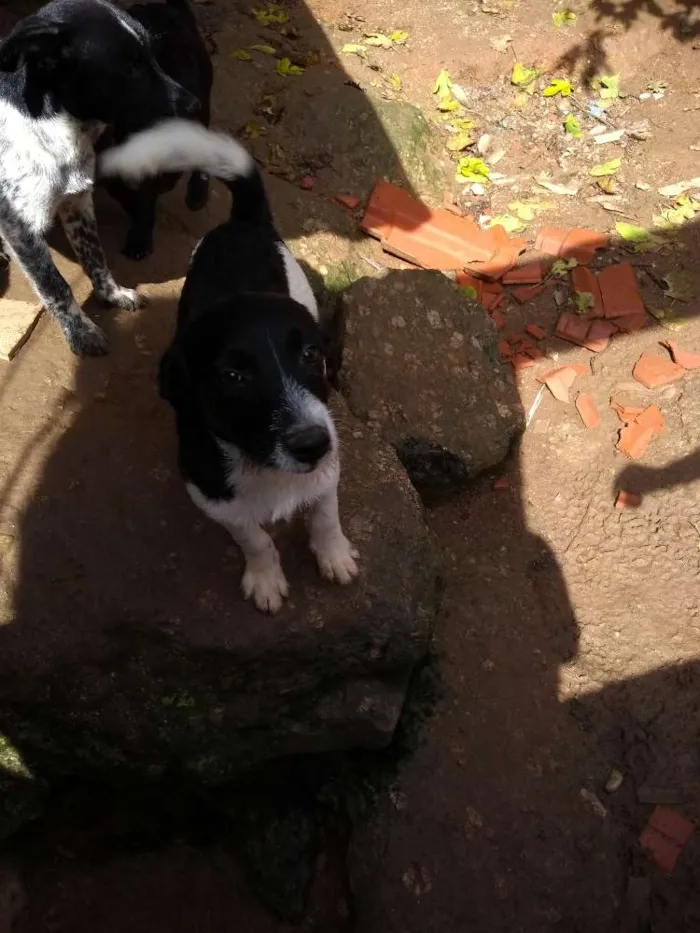 Cachorro ra a Sem raça idade 2 a 6 meses nome Sem nomes