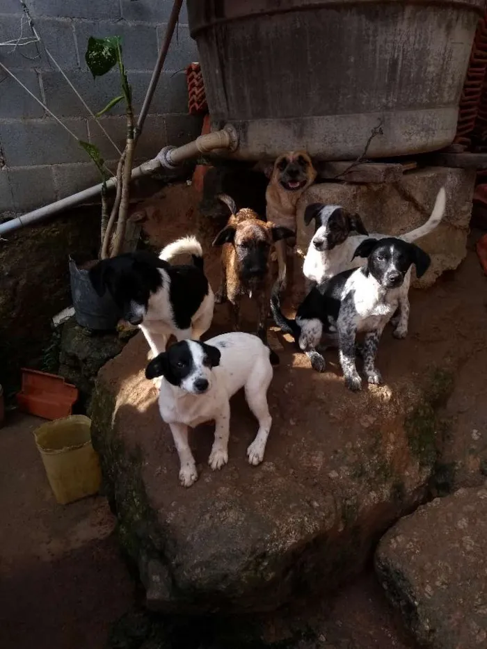 Cachorro ra a Sem raça idade 2 a 6 meses nome Sem nomes