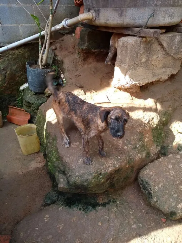 Cachorro ra a Sem raça idade 2 a 6 meses nome Sem nomes