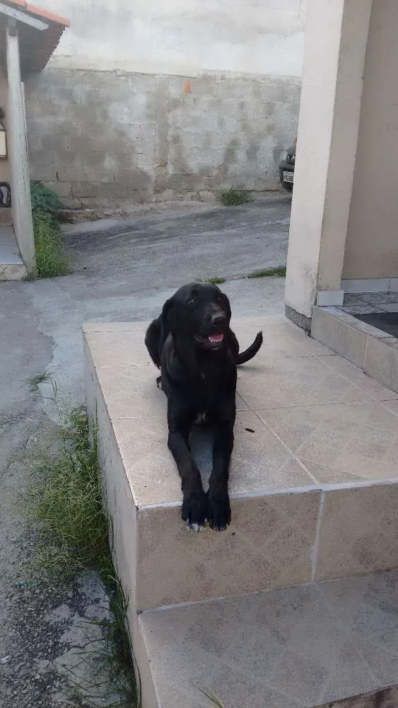 Cachorro raça Labrador idade 4 anos nome Luanda