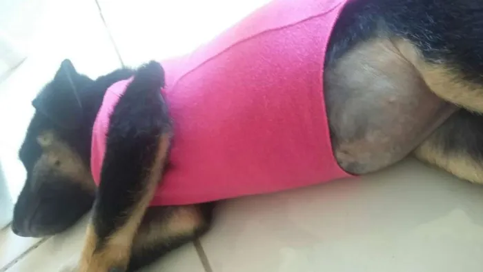 Cachorro raça SRD idade 2 a 6 meses nome Pretinha