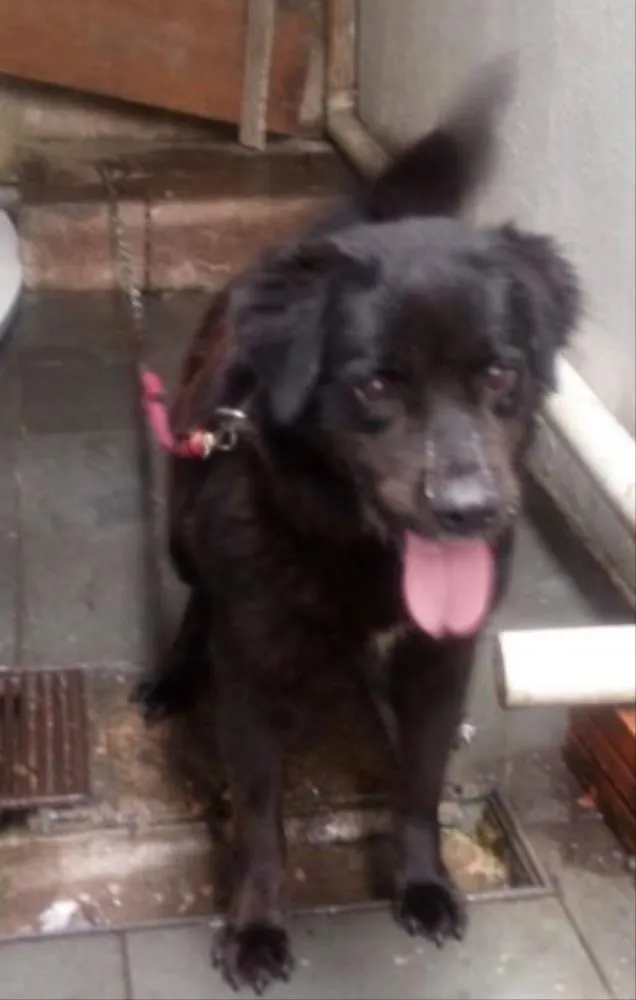 Cachorro ra a Rottweiler com Labrador idade 5 anos nome Thor