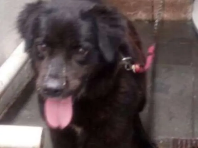 Cachorro ra a Rottweiler com Labrador idade 5 anos nome Thor