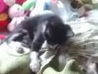 Gato raça indefinida idade 2 a 6 meses nome Vermifugados!!