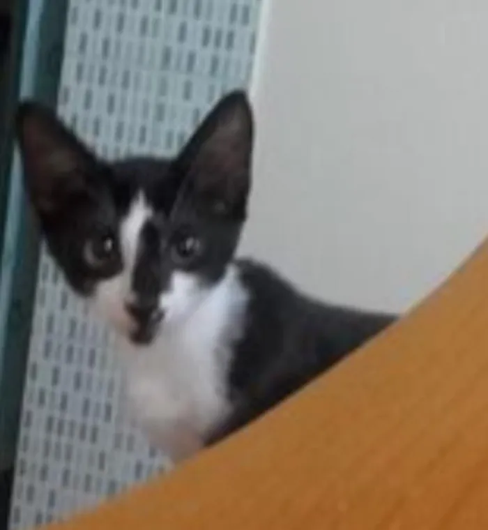 Gato raça indefinida idade 2 a 6 meses nome Vermifugados!!