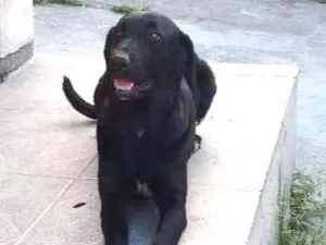 Cachorro raça Labrador idade 4 anos nome Luanda