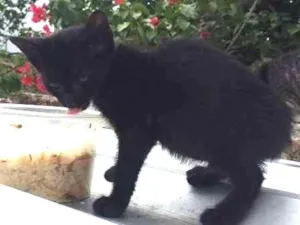 Gato raça  idade 2 a 6 meses nome Ludimila