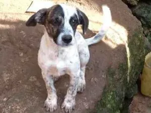 Cachorro raça Sem raça idade 2 a 6 meses nome Sem nomes