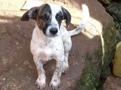 Cachorro ra a Sem raça idade 2 a 6 meses nome Sem nomes