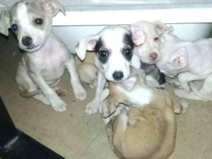 Cachorro raça SRD idade Abaixo de 2 meses nome Não possuem