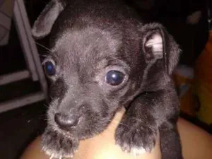 Cachorro raça não definida  idade Abaixo de 2 meses nome Filhote 