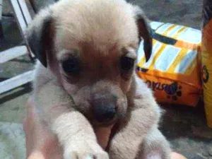 Cachorro raça não definida  idade Abaixo de 2 meses nome Filhote 