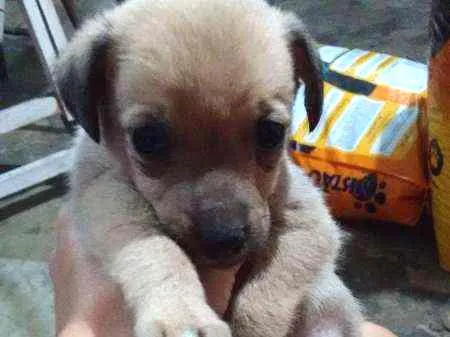 Cachorro ra a não definida  idade Abaixo de 2 meses nome Filhote 