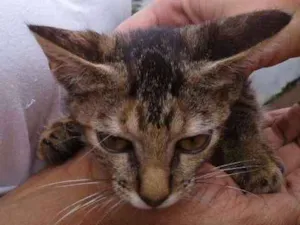 Gato raça  idade 2 a 6 meses nome Judite