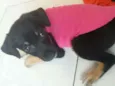 Pretinha
