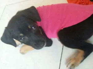 Cachorro raça SRD idade 2 a 6 meses nome Pretinha