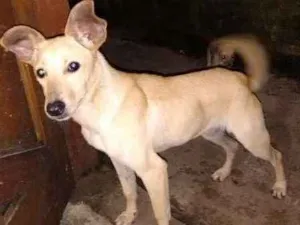 Cachorro raça não definida  idade 1 ano nome alex