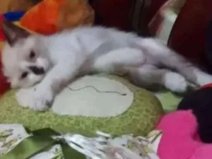 Gato raça indefinida idade 2 a 6 meses nome Vermifugados!!
