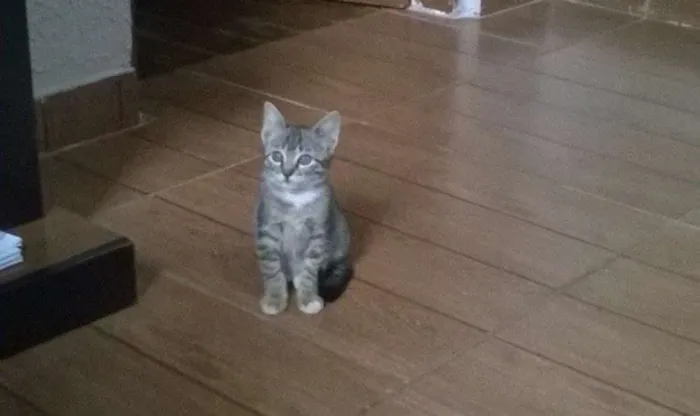 Gato ra a SRD idade 2 a 6 meses nome hiuna