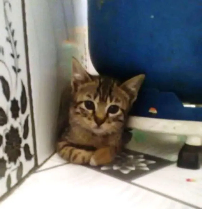Gato ra a SRD idade 2 a 6 meses nome hiuna