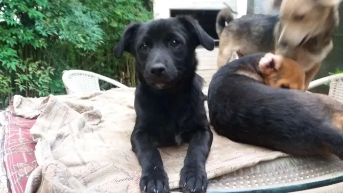 Cachorro ra a SRD idade 2 a 6 meses nome Obama